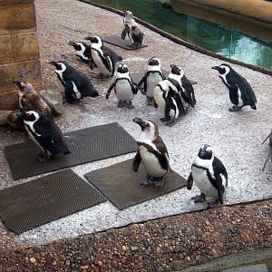 Penguin Island