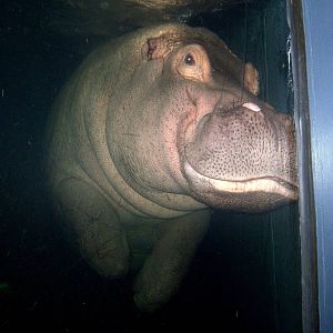 W.A.R.E. Underwater Viewing