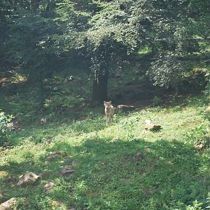 Wolf exhibit, July 2009