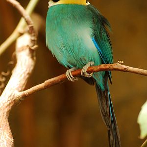 Long-tailed broadbill - The last in europe