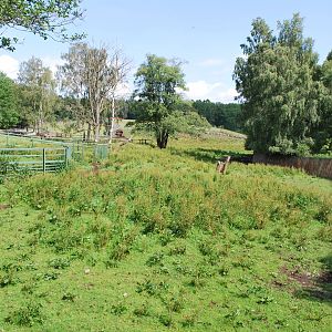 The European bison exhibit