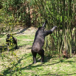 Congo Gorilla Forest