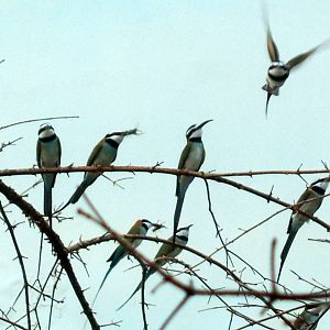 World of Birds - White-throated Bee-eaters