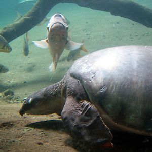Jungle World - Fly River Turtle