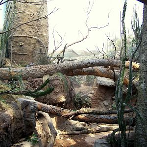 Madagascar - Spiny Forest