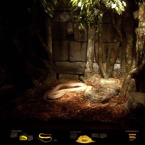 Reptile House - King Cobra Exhibit