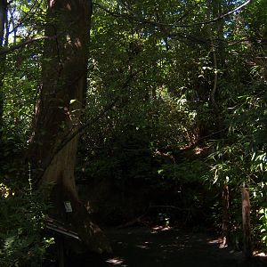 Congo Gorilla Forest