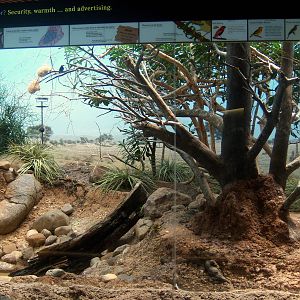 World of Birds - Weaver Bird Exhibit
