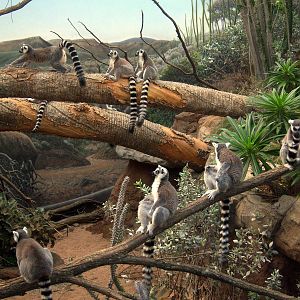 Madagascar - Ring-tailed Lemurs