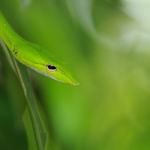 wild oriental whip snake
