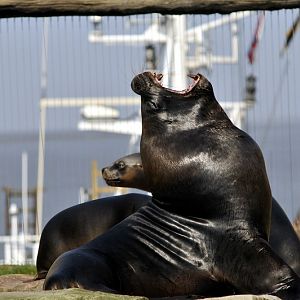 Sealion at Bremerhaven zoo