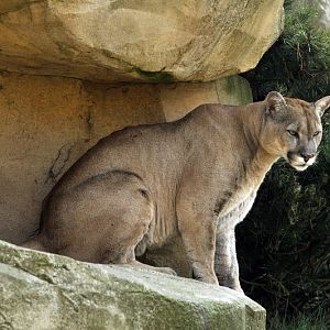Chilean puma at Bremerhaven zoo