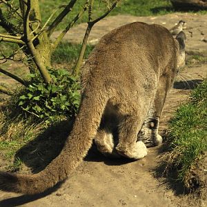 Chilean puma hunting at Bremerhaven zoo