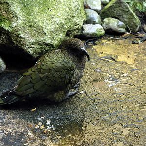 Kea at Bremerhaven zoo