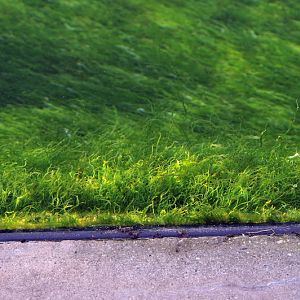 Penguinpool at Bremerhaven zoo