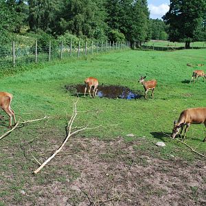 The "kronhjort" exhibit - the biggest deer species in Swe