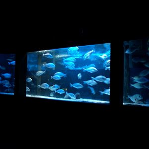 Sea Life Berlin -Shoalinring