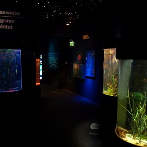 Sea Life Berlin -Seahorses