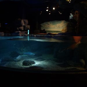 Sea Life Berlin -Ray Tank