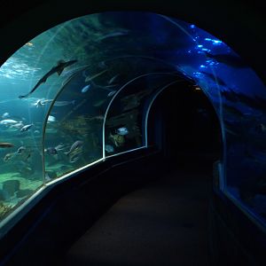 Sea Life Berlin - Ocean Tank