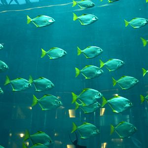 Sea Life Berlin - AquaDom