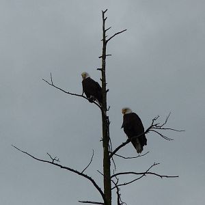 Wild Bald Eagles