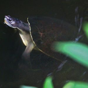 Australasia - Branderhorst's Snapping Turtle (Elseya branderhorsti)