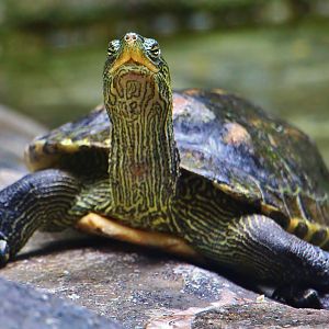 Yangtze River - Chinese Stripe-necked Turtle (Mauremys sinensis)