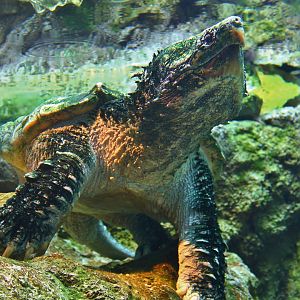 Mississippi River - Alligator Snapping Turtle