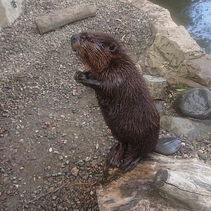 American Beaver 6/9/20