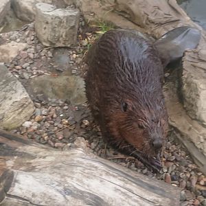 American Beaver 6/9/20