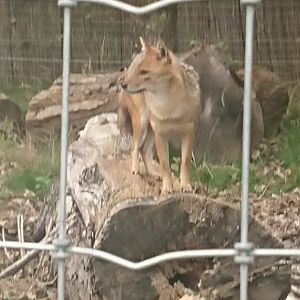 Golden Jackal 6/9/20