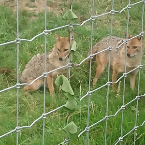 Golden Jackal 6/9/20