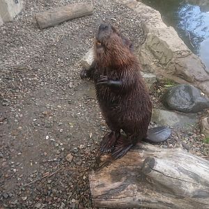 American Beaver 6/9/20
