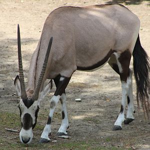 Gemsbok