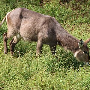 Common waterbuck