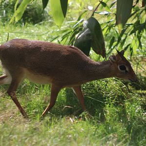 Kirk's dikdik