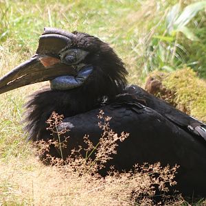 Northern ground hornbill