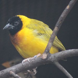 Male Black-headed weaver