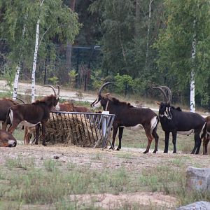 Sable antilopes at the feeding-place