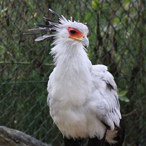 Secretary bird - Adult