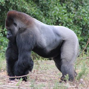 Western lowland gorilla - male