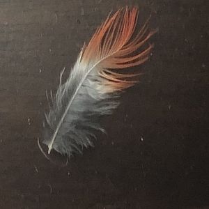 What Feather Is This