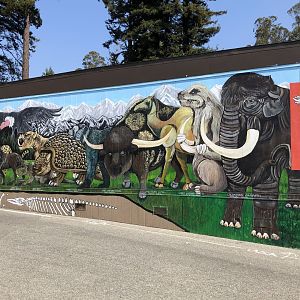 Pleistocene megafauna mural (HSU Natural History Museum)