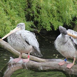 Pink backed pelican right?