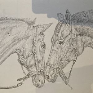 Horse Drawing