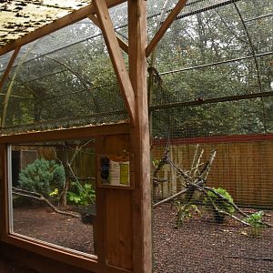 Egyptian Rousette & bird aviary