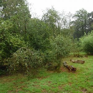 Snow Leopard enclosure 1st view