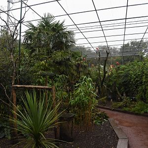 Macaw & Scarlet ibis walkthrough