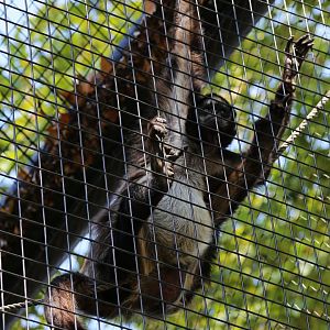 Brown Spider Monkey (Ateles hybridus), August 2015